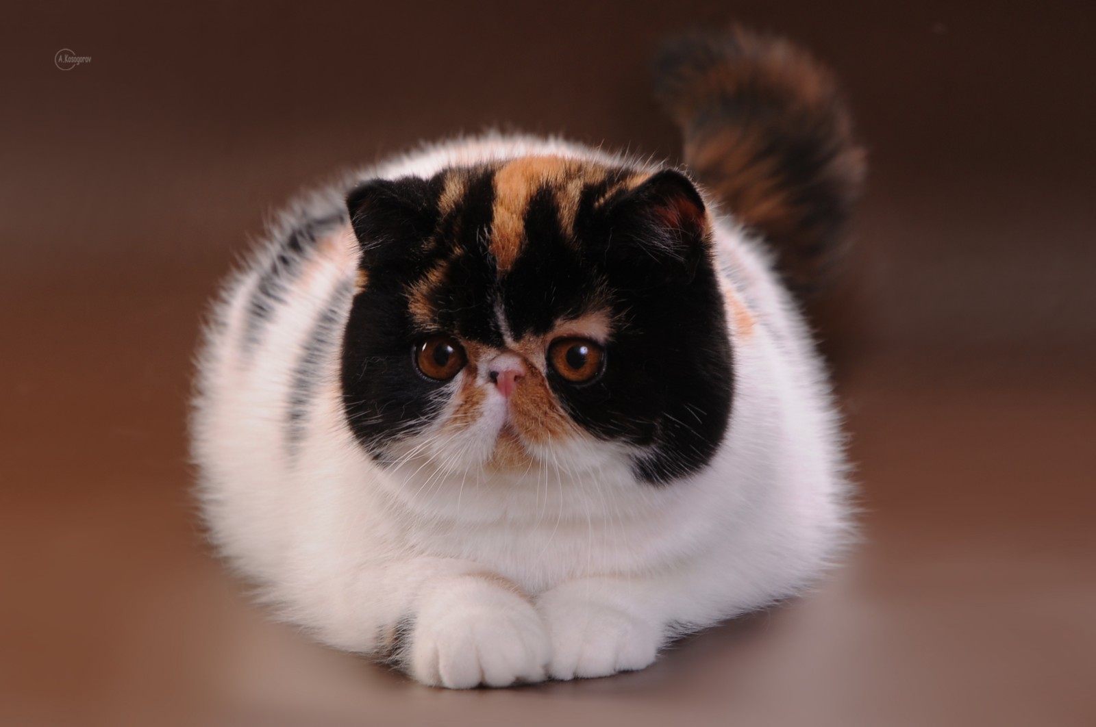 Экзот кошка с голубыми глазами